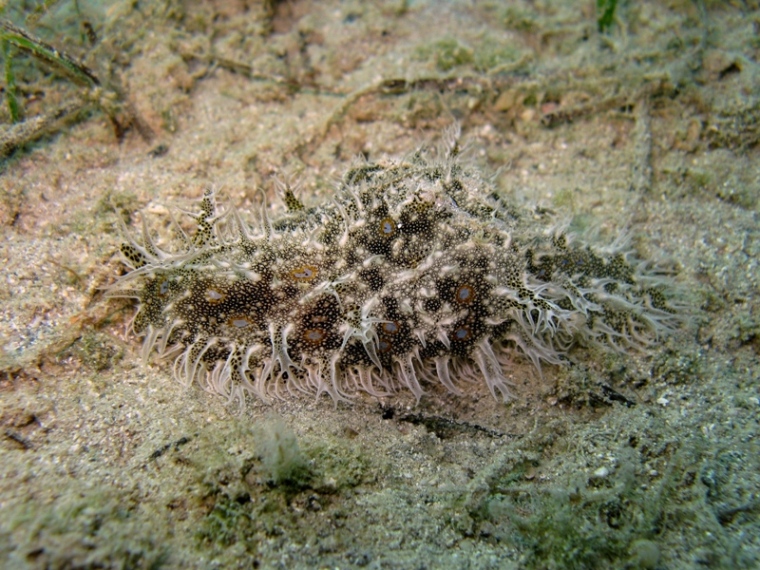 Mollusca - Bursatella leachii (De Blainville, 1817)